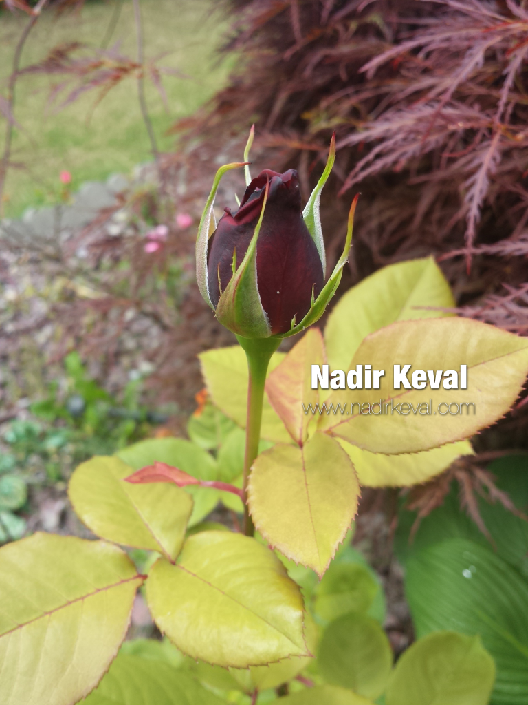 The Most Beautiful Flower - watermarked